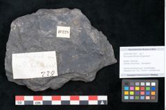 Foto (Objekt + Etikett) von Pinus praeholothana Ettingshausen (NHMW-GEO-2024-0188-10228)